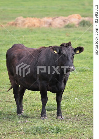 Ranch scenery, Japanese beef Ranch scenery, Japanese beef 82992312