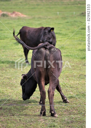 牧場風光，日本牛肉 82992333
