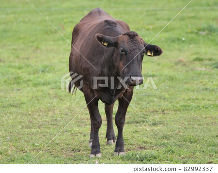 Ranch scenery, Japanese beef Ranch scenery, Japanese beef 82992337