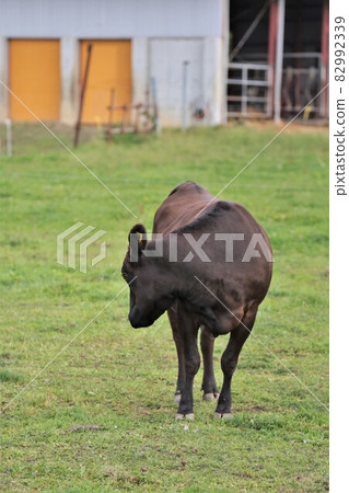Ranch scenery, Japanese beef Ranch scenery, Japanese beef 82992339