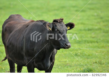 Ranch scenery, Japanese beef 82992346