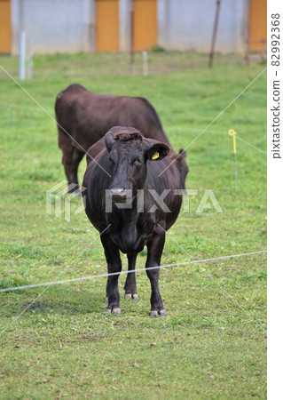 牧場風光，日本牛肉 82992368