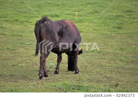 Ranch scenery, Japanese beef Ranch scenery, Japanese beef 82992373
