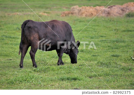 Ranch scenery, Japanese beef 82992375