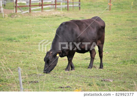 Ranch scenery, Japanese beef Ranch scenery, Japanese beef 82992377