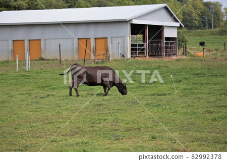 Ranch scenery, Japanese beef Ranch scenery, Japanese beef 82992378
