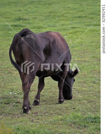 牧場風光,日本牛肉 牧場風光,日本牛肉 82992451