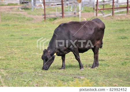 Ranch scenery, Japanese beef Ranch scenery, Japanese beef 82992452
