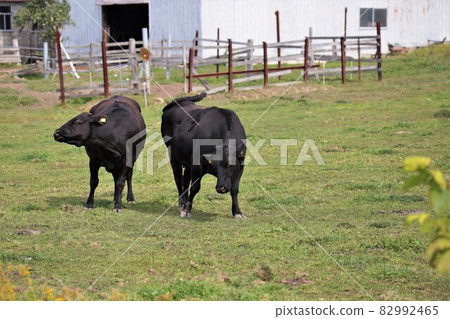 Ranch scenery, Japanese beef Ranch scenery, Japanese beef 82992465