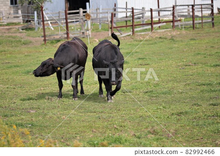 Ranch scenery, Japanese beef 82992466