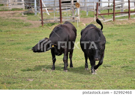Ranch scenery, Japanese beef 82992468