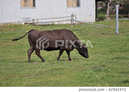 牧場風光,日本牛肉 牧場風光,日本牛肉 82992472