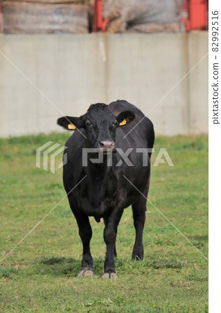 Ranch scenery, Japanese beef Ranch scenery, Japanese beef 82992516