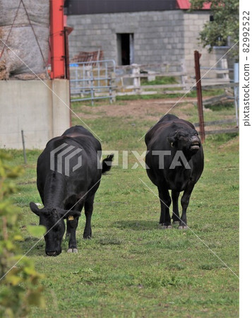 牧場風光，日本牛肉 82992522