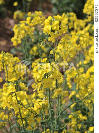 強姦開花 強姦開花 82992575