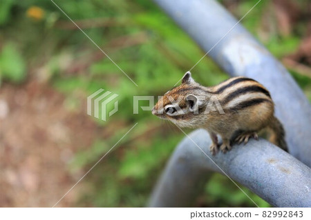 花栗鼠 82992843