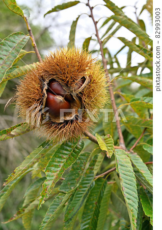 樹：Crysantaceae 82993003