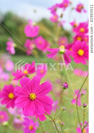 Plant: Cosmos moss Asteraceae 82993011
