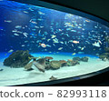 水族館，水族館，圖像 82993118