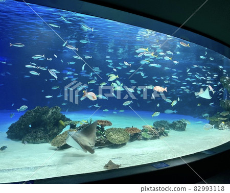 水族館,水族館,圖像 水族館,水族館,圖像 82993118