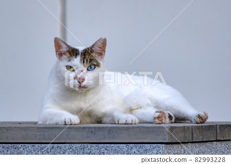 White cat in Entsuji, Akasaka, Tokyo, lie down, August 2021 White cat in Entsuji, Akasaka, Tokyo, lie down, August 2021 82993228
