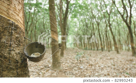 Small wooden bowl fastened to rubber tree trunk to gather latex milk in traditional way at plantation extreme close up. 82993243