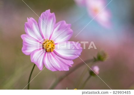 Cosmos field autumn image Cosmos field autumn image 82993485