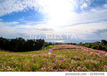 Cosmos field autumn image Cosmos field autumn image 82993486