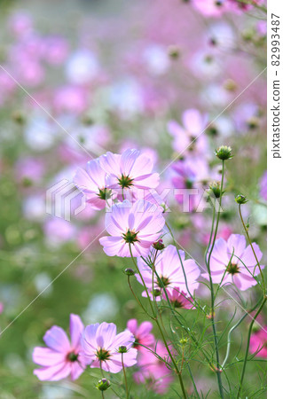 Cosmos field autumn image 82993487