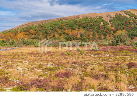 (Fukushima Prefecture) Jododaira Marsh and Azuma Kofuji with beautiful autumn colors 82993596