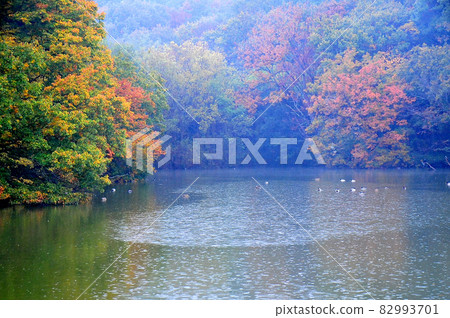 雨中冒煙的深秋湖面：多雨的湖面與秋色 82993701