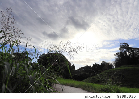 Johnsongrass 和早晨的天空,太陽,雲彩 Johnsongrass 和早晨的天空,太陽,雲彩 82993939