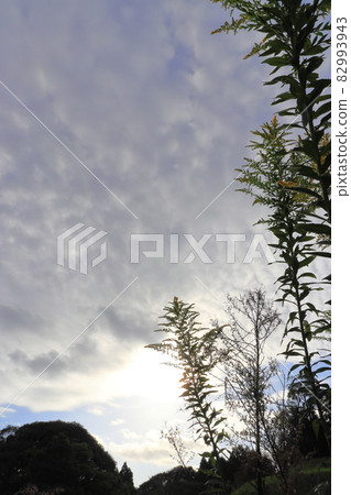 一枝黃花和早晨的天空太陽雲 82993943