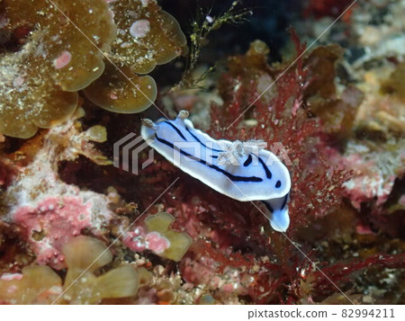 Nudibranch (Miyakejima) 82994211