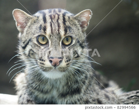 一隻清脆的漁貓 一隻清脆的漁貓 82994566