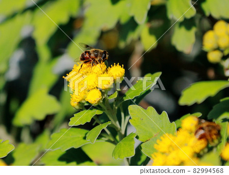 Coastal flowers chrysanthemum and bees 82994568