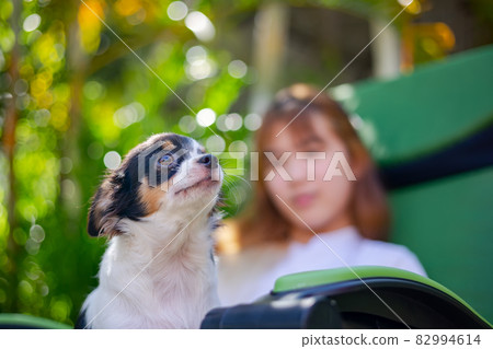 Happy asian woman sitting with a chihuahua dog on a foldable chair. 82994614