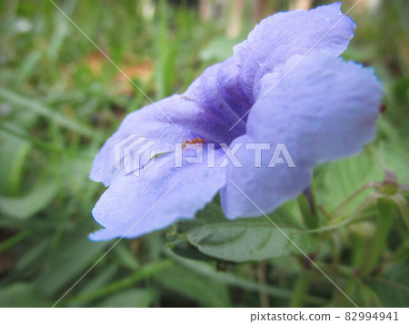 ant and purple flowers in the garden 82994941