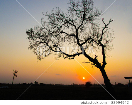 Silhouette of a nacre tree at sunset in the countryside 82994942