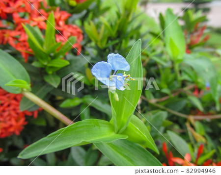 Macro photo of commelina diffusa (climbing dayflower or spreading dayflower) Macro photo of commelina diffusa (climbing dayflower or spreading dayflower) 82994946