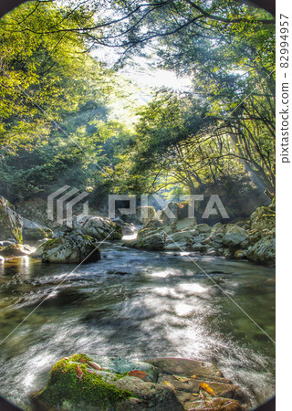 Forest landscape 82994957