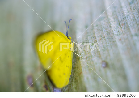one-spot grass yellow butterfly on a leaf close-up macro photograph. 82995206
