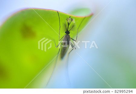 Male mosquito hangs under the shade of a green leaf in the daytime close up macro photograph. 82995294