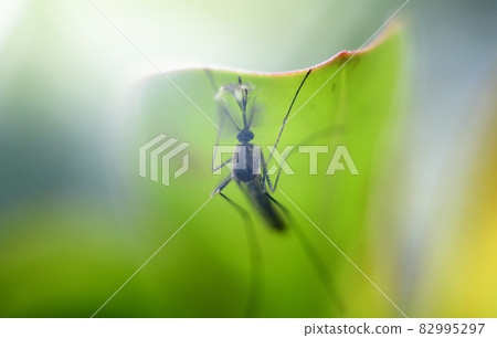 Male mosquito hangs under the shade of a green leaf in the daytime close up macro photograph. Male mosquito hangs under the shade of a green leaf in the daytime close up macro photograph. 82995297
