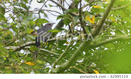 Asian koel female bird spotted in the foliage of banyan tree branch. beautiful pattern of the plumage and the red-eyed bird view from behind. Asian koel female bird spotted in the foliage of banyan tree branch. beautiful pattern of the plumage and the red-eyed bird view from behind. 82995319