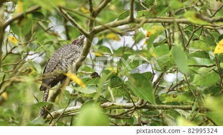 Asian koel female bird spotted in the foliage of banyan tree branch. beautiful pattern of the plumage and the red-eyed bird view from behind. 82995324