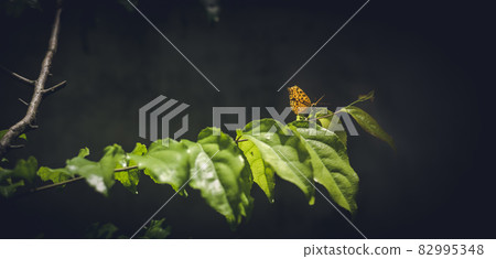Common leopard butterfly perched on ramontchi tree leaves, Common leopard butterfly perched on ramontchi tree leaves, 82995348