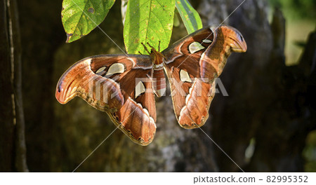 Beautiful Atlas moth hangs in leaf, snakehead-like pattern in the large wings help to repel predators. Beautiful Atlas moth hangs in leaf, snakehead-like pattern in the large wings help to repel predators. 82995352