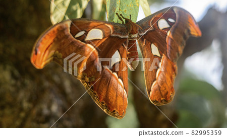 Snake head moth butterfly full wingspan close up photograph, largest moth in Sri Lanka. Snake head moth butterfly full wingspan close up photograph, largest moth in Sri Lanka. 82995359