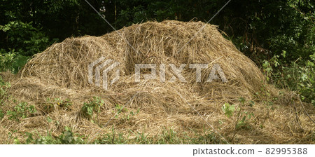 Haystacks, the harvest leftovers at the paddy field. 82995388